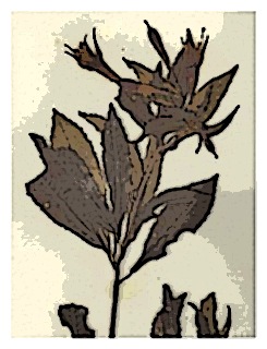 poster-specimen-fuchsia-ferreyrae-01