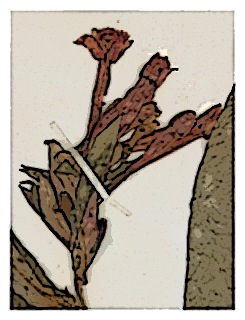 poster-specimen-fuchsia-glaberrima-01