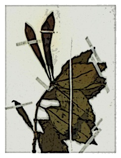 poster-specimen-fuchsia-harlingii-02