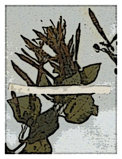 poster-specimen-fuchsia-hartwegii-01