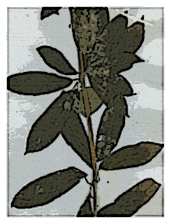 poster-specimen-fuchsia-hartwegii-02