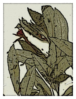 poster-specimen-fuchsia-hypoleuca-01
