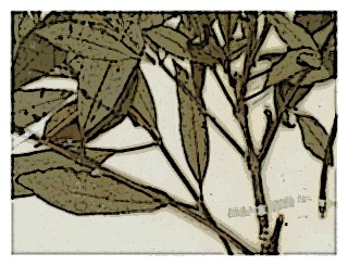poster-specimen-fuchsia-hypoleuca-03