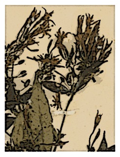 poster-specimen-fuchsia-lehmanii-02