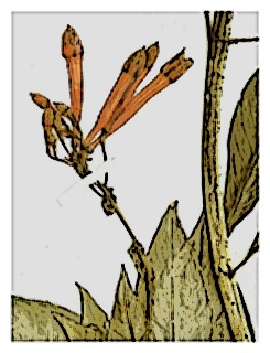poster-specimen-fuchsia-macrophylla-01