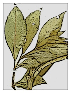 poster-specimen-fuchsia-macrophylla-02