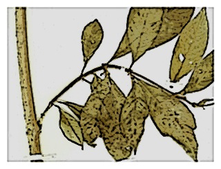 poster-specimen-fuchsia-macrophylla-03