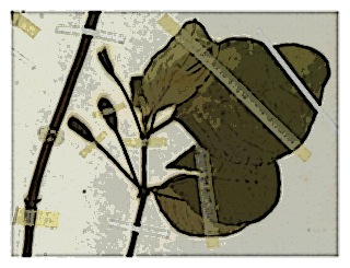 poster-specimen-fuchsia-macrostigma-02