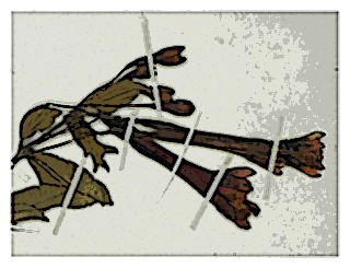 poster-specimen-fuchsia-magdalenae-01
