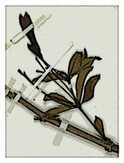 poster-specimen-fuchsia-magdalenae-02