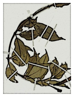 poster-specimen-fuchsia-magdalenae-03