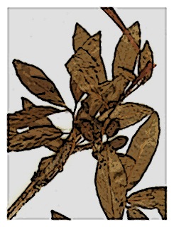 poster-specimen-fuchsia-mathewsii-03