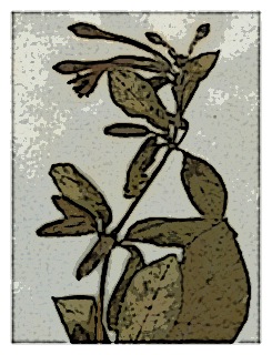 poster-specimen-fuchsia-nigricans-01