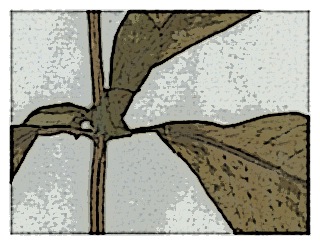 poster-specimen-fuchsia-nigricans-03