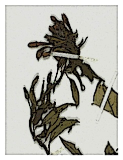 poster-specimen-fuchsia-orientalis-01