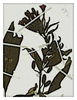 poster-specimen-fuchsia-orientalis-04