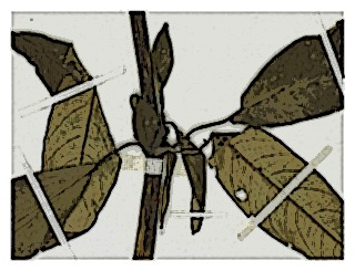 poster-specimen-fuchsia-orientalis-05