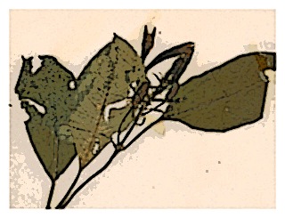 poster-specimen-fuchsia-ovalis-03