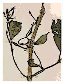 poster-specimen-fuchsia-ovalis-05