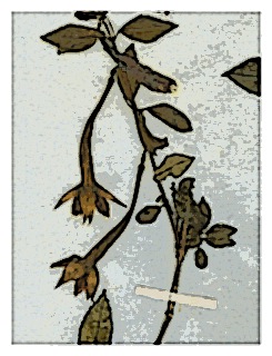 poster-specimen-fuchsia-petiolaris-01