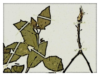 poster-specimen-fuchsia-petiolaris-02