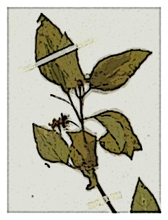 poster-specimen-fuchsia-petiolaris-03