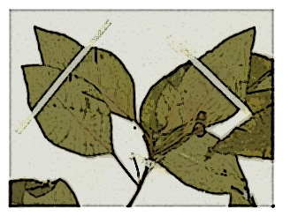 poster-specimen-fuchsia-petiolaris-04