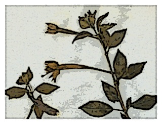 poster-specimen-fuchsia-petiolaris-05