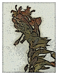 poster-specimen-fuchsia-pilosa-01