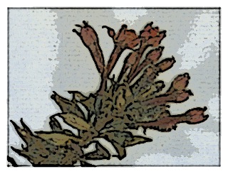 poster-specimen-fuchsia-pilosa-02