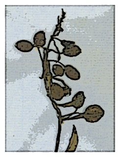 poster-specimen-fuchsia-pilosa-04