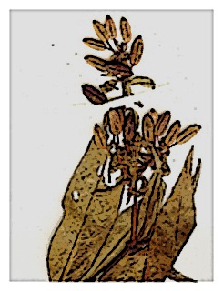 poster-specimen-fuchsia-polyantha-01
