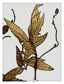 poster-specimen-fuchsia-polyantha-06
