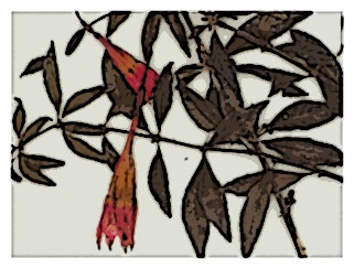 poster-specimen-fuchsia-pringsheimii-01a