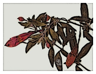 poster-specimen-fuchsia-pringsheimii-02