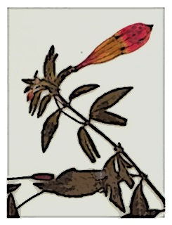 poster-specimen-fuchsia-pringsheimii-03