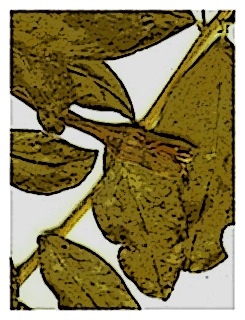 poster-specimen-fuchsia-rivularis-ssp-pubescens-02