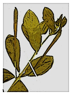 poster-specimen-fuchsia-rivularis-ssp-pubescens-03