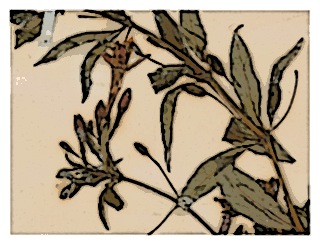 poster-specimen-fuchsia-sanctae-rosae-03