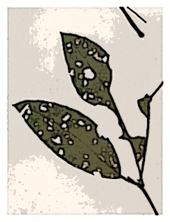 poster-specimen-fuchsia-sanmartina-03