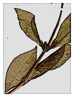poster-specimen-fuchsia-scabriuscula-01