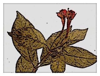 poster-specimen-fuchsia-scabriuscula-02