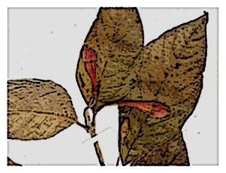 poster-specimen-fuchsia-scabriuscula-03