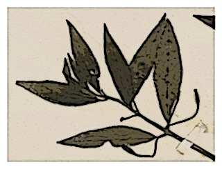 poster-specimen-fuchsia-scherffiana-01