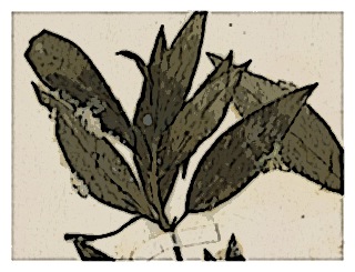 poster-specimen-fuchsia-scherffiana-03