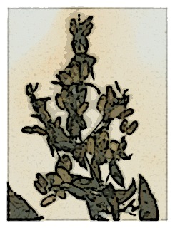 poster-specimen-fuchsia-sessilifolia-01