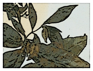 poster-specimen-fuchsia-sessilifolia-02
