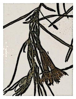 poster-specimen-fuchsia-steyermarckii-01