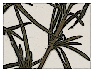 poster-specimen-fuchsia-steyermarckii-04
