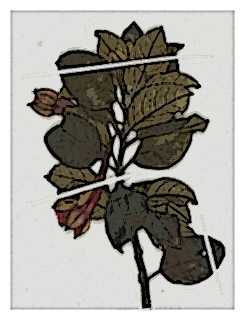 poster-specimen-fuchsia-summa-03